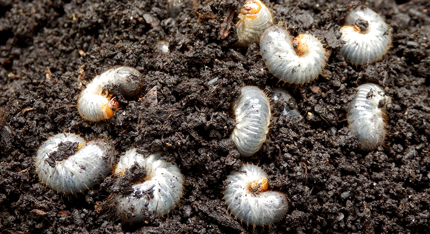 Everything You Need to Know About Lawn Grubs